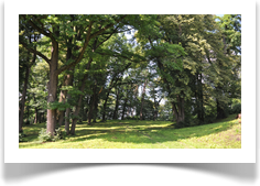 23. park dworski w Sredniej Wsi